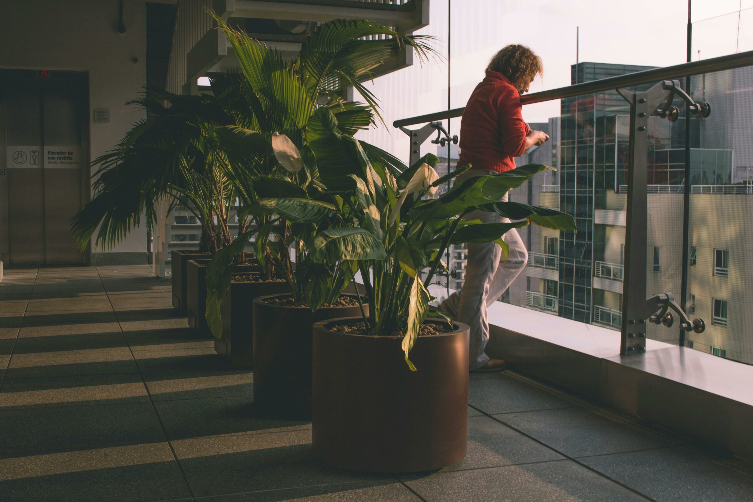 jaka-zywica-na-balkon